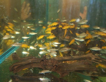 Calvus, Ectodus, Leleupi