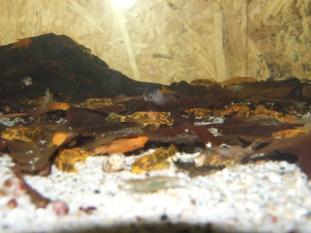 Anci super red, LDA 16