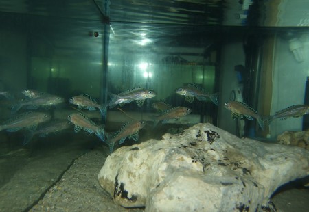 xenotilapia papillio twembe