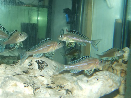 xenotilapia papillio twembe