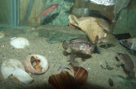 lamprologus signatus, similis, blue neon